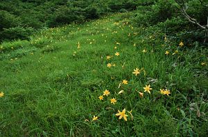 hakuba_goryu_nikkokisuge001_n.jpg