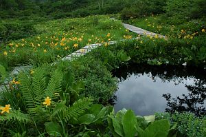 hakuba_goryu_nikkokisuge004_n.jpg