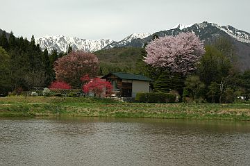 omati_houjo_sakura_n.jpg